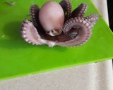 Foto del paso 4 de la receta: Pulpo cocido