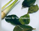 Foto langkah ke 2 dari resep Sayur ketupat labu siam.