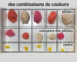 Nerikiri Wagashi: Cosmos" recipe step 8 photo