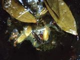 ড্রাই গ্ৰেভি আলুর দম
