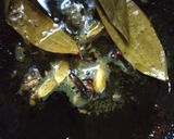 A picture of step 3 of ড্রাই গ্ৰেভি আলুর দম.