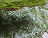 Foto del paso 5 de la receta: Fainá de espinaca