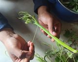Foto del paso 1 de la receta: Chepiles