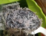 Foto langkah ke 9 dari resep Jongkong Ireng (Lanun Ireng/Ireng Ireng-Ireng).