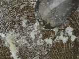 Sambal Cireng