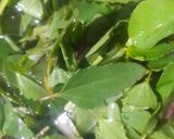 A picture of step 1 of Methi And Bathua Paratha.
