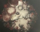 Foto del paso 1 de la receta: Mermelada de frutos rojos con panificadora