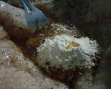 รูปขั้นตอนการทำที่ 2 ของ สเต็กไก่น้ำผึ้งพริกไทยดำ