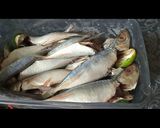 Foto langkah ke 1 dari resep 119. Pesmol ikan layang.