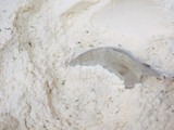 Parsley Naan bread