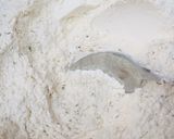 A picture of step 2 of Parsley Naan bread.