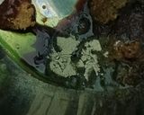 Foto langkah ke 1 dari resep 1265. Tahu dan Tempe Daun Jati Panggang.
