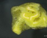 Foto langkah ke 2 dari resep Roti panggang SKM margarin mengkaramel.