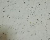 Foto del paso 4 de la receta: Grisines caseros fáciles, rápidos y económicos