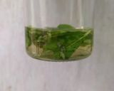 Foto langkah ke 2 dari resep Mojito Lemon Mint / Lemon Sparkling.