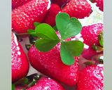 Foto del paso 5 de la receta: Clafoutis de Arándanos y Frutillas