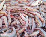 A picture of step 1 of Shaoxing Drunken Shrimp (Wild Sword Shrimp from Penghu).