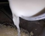 Foto del paso 2 de la receta: Quesada pasiega con yogurt