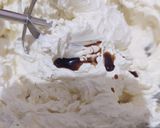 Foto langkah ke 4 dari resep Swiss Meringue Buttercream Enak Kaya Ice Cream.
