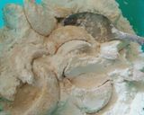 Foto langkah ke 8 dari resep Putri Salju Ekonomis.