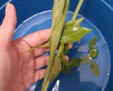 Foto langkah ke 3 dari resep Tumis jamur Krikit.