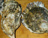 Foto del paso 4 de la receta: Ostras rizadas con vinagreta de higos