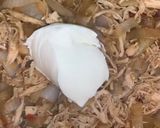 Foto del paso 5 de la receta: Masa de tarta saludable sin harinas refinadas 🌱 🥧