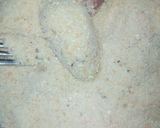Foto del paso 5 de la receta: Muslitos de pollo (nugget estilo McDonald’s)
