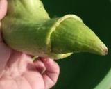 Foto del paso 10 de la receta: Caigua rellena