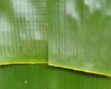 Cara Membuat DimSum Ayam Takir Bunga Daun Pisang 6