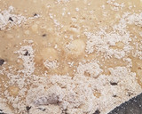 Foto del paso 2 de la receta: Bizcocho de arándanos y chocolate sin batidora