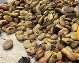 A picture of step 3 of Grilled in-season fava beans / broad beans.