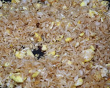 Foto del paso 5 de la receta: Arroz frito con pollo