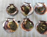 Foto del paso 4 de la receta: Vieiras con vinagreta al horno