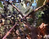 A picture of step 3 of California Farm No Seeds Grape Jam.