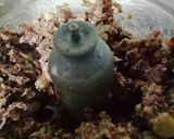 صورة لخطوة 1 من وصفة فول مدمس بالبندورة والحر