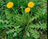 Foto del paso 8 de la receta: Torrejas | Diente de León 🦁 (simil espinaca/rúcula/radicheta)