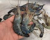 รูปขั้นตอนการทำที่ 1 ของ “กุ้งเผา”