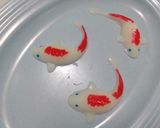 Foto langkah ke 2 dari resep Puding kolam ikan koi.