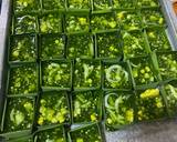 ตะโก้สาคูใบเตยข้าวโพด วิธีทำสูตร 5 รูป