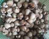 Foto langkah ke 1 dari resep Kerang dara saus padang (menu bancakan seafood).