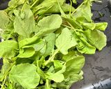 A picture of step 1 of Radish Greens Cream Soup.