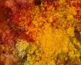 मटर कैप्सिकम करी विथ मक्का पूरी (Green Peas Capsicum Curry with Makka Poori) रेसिपी चरण 6 फोटो