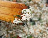 A picture of step 10 of Dill Leaves White Rice.
