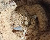 A picture of step 2 of Kacchi Chutney.