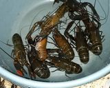 Foto langkah ke 1 dari resep Lobster saus padang.