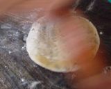A picture of step 16 of Methi matar malai stuffed paratha.