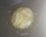 Foto langkah ke 4 dari resep Pastel Ubi Ungu.