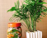 Hình bước làm 1 của món Dưa giá chua ngọt