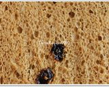 Foto langkah ke 10 dari resep Angel Food Cake Moka+Raisin (Cake Putih Telur) Oil Free ^.^.